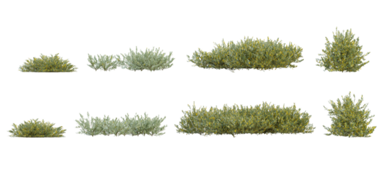 Set of 3d plant of olea europaea in different view on transparent background