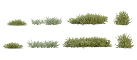Fototapete Mediterranes Europa Set of 3d plant of olea europaea in different view on transparent background  © Sandy
