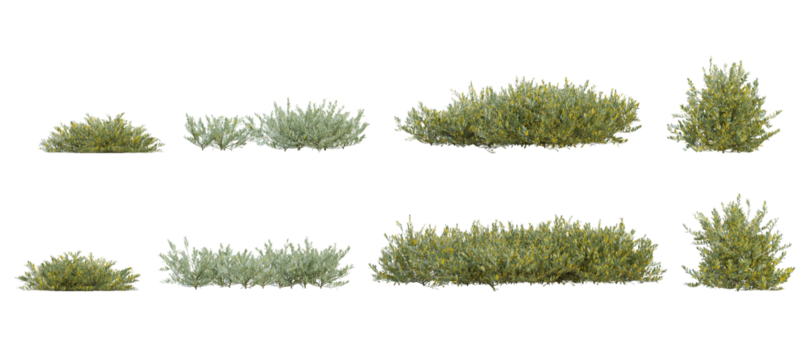 Set of 3d plant of olea europaea in different view on transparent background