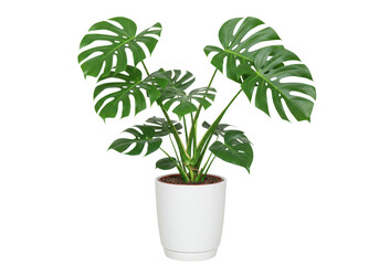 A vibrant green monstera deliciosa plant in a white pot, isolated on a transparent background