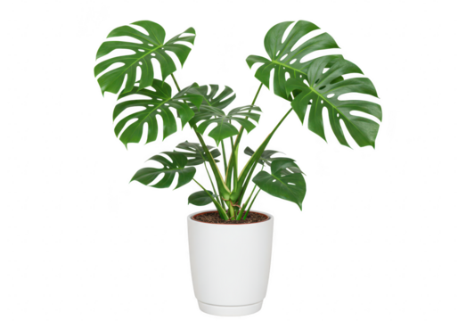 A vibrant green monstera deliciosa plant in a white pot, isolated on a transparent background