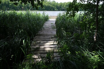 Wooden pier along rushes on lake