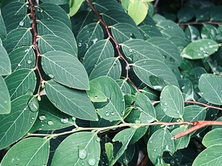green leaves on a green background