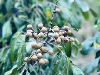 black olives on the tree