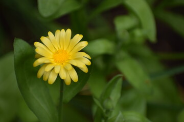 yellow flower in the garden