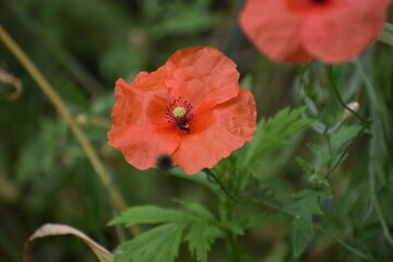 red poppy in a field