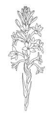 Flowering Tuberose Branch Outline Drawing