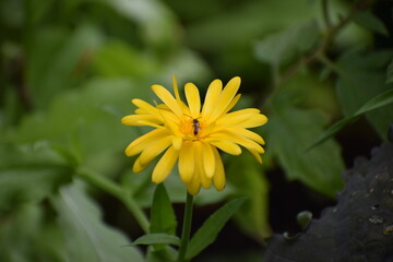 yellow flower in the garden