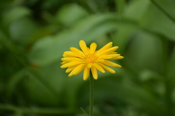 yellow dandelion flower