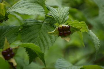 spider on a leaf