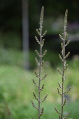 wild flower in the garden