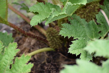 green moss on a tree