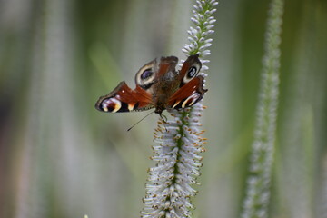 butterfly on a green leaf
