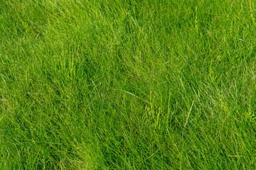 Fresh Green Grass Texture in Sunlight