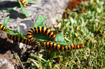Cinnabar caterpillars black and yellow striped bodies, a colour that warns predators of their toxicity. This toxicity is acquired through their diet, primarily ragwort 