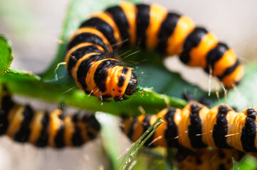 Cinnabar caterpillars black and yellow striped bodies, a colour that warns predators of their toxicity. This toxicity is acquired through their diet, primarily ragwort 