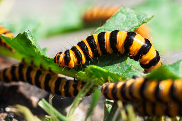 Cinnabar caterpillars black and yellow striped bodies, a colour that warns predators of their toxicity. This toxicity is acquired through their diet, primarily ragwort 