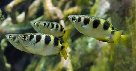 School of Banded Archerfish (Toxotes jaculatrix) - Close-up view 