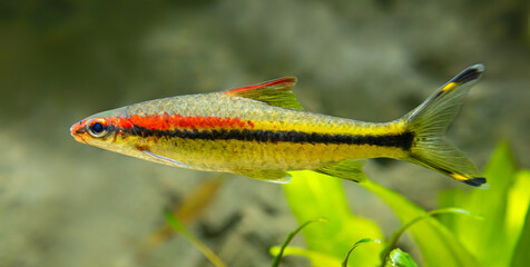 Close-up view of a Denison barb (Dawkinsia denisonii)