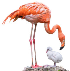 Close-up view of a juvenile American Flamingo and its mother (Phoenicopterus ruber) isolated PNG file 