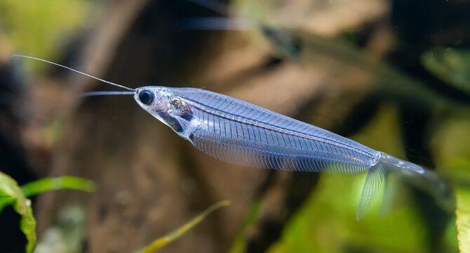 Close-up view of a glass catfish (Kryptopterus vitreolus)
