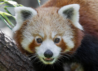Obraz premium Frontal Close up Portrait of a Red Panda (Ailurus fulgens)