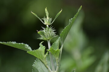 wild flower of a green plant