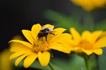 bee on yellow flower