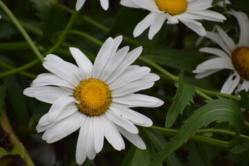 Fototapeta premium white daisy in the garden