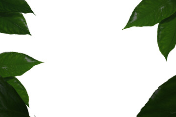Lush green leaves, vibrant and glossy, arranged asymmetrically, creating a frame-like effect with a central empty space.  The leaves show detailed veining and subtle highlights