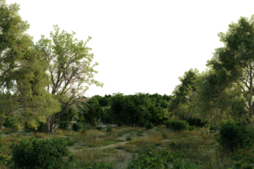 Lush green foliage dominates a sun-dappled landscape. dirt path winds through the undergrowth, leading into a denser collection of trees and shrubs.  evokes a sense of natural wilderness