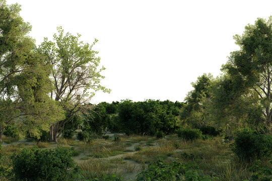 Lush green foliage dominates a sun-dappled landscape. dirt path winds through the undergrowth, leading into a denser collection of trees and shrubs.  evokes a sense of natural wilderness