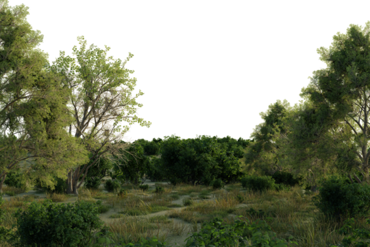 Lush green foliage dominates a sun-dappled landscape. dirt path winds through the undergrowth, leading into a denser collection of trees and shrubs.  evokes a sense of natural wilderness