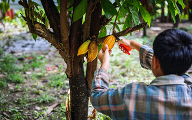 A young cocoa farmer is harvesting ripe yellow cacao pods in a cocoa plantation.