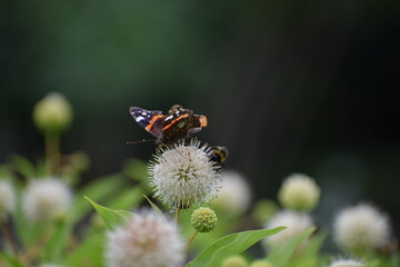 butterfly on a flower