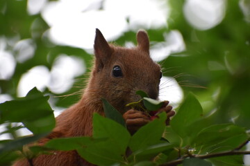 squirrel in the park