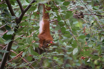 squirrel on tree