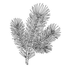 Pine branch with needles in black outline on white background, isolated nature graphic element