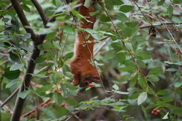 red squirrel on a branch