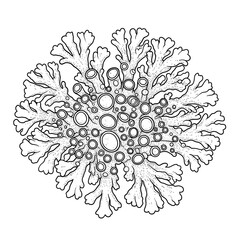 Monochrome lichen illustration with lobes and apothecia, dots filling
