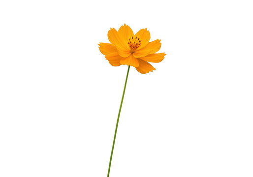 A single vibrant orange cosmos flower with delicate petals on a long green stem, isolated on white isolated on transparent background