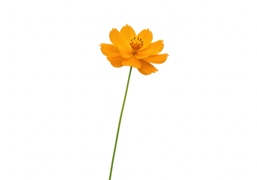 A single vibrant orange cosmos flower with delicate petals on a long green stem, isolated on white isolated on transparent background