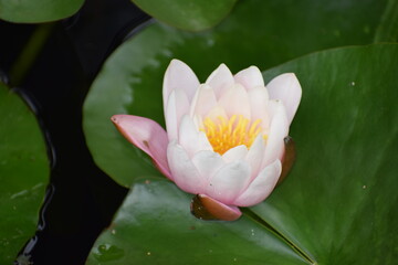 pink lotus flower