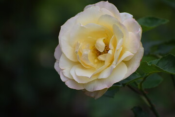 yellow rose in the garden