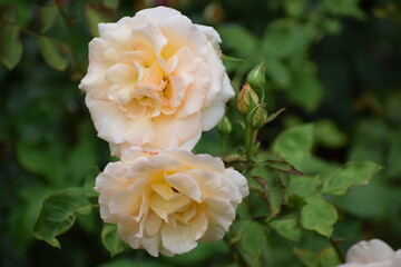 yellow rose in the garden