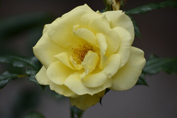 yellow rose on black background