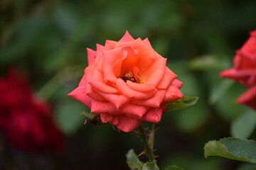 red rose in garden