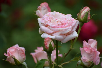 pink rose with water drops