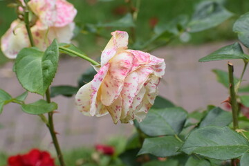 pink rose bud