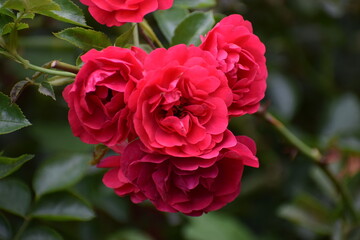 red rose in garden
